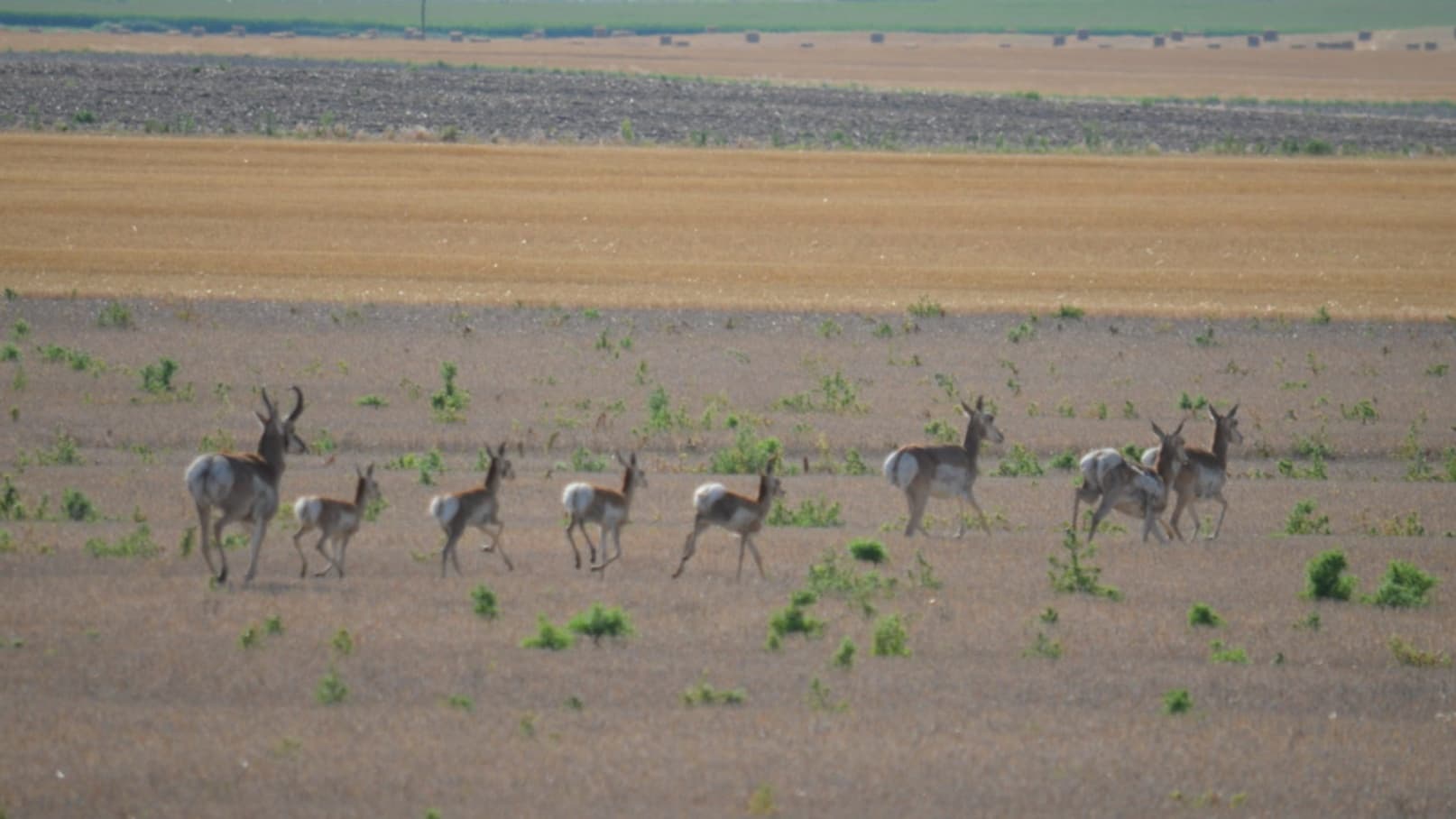 A herd of pronghorn antelope grazing in a field. Several animals with tan fur and white patches are visible, along with a ...
