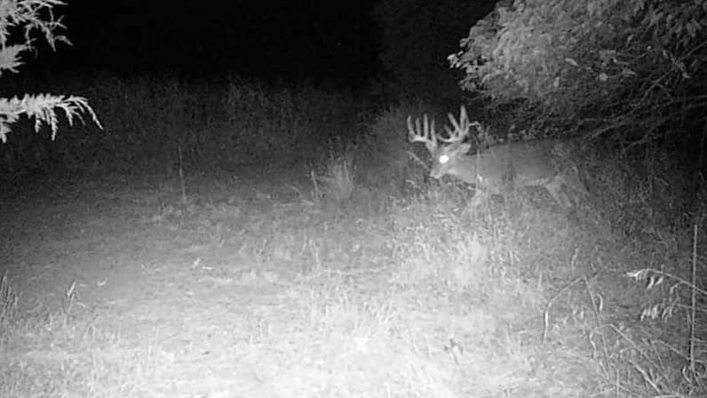 Black and white image of a deer with large antlers in tall grass at night. Tree branches and foliage are in background.