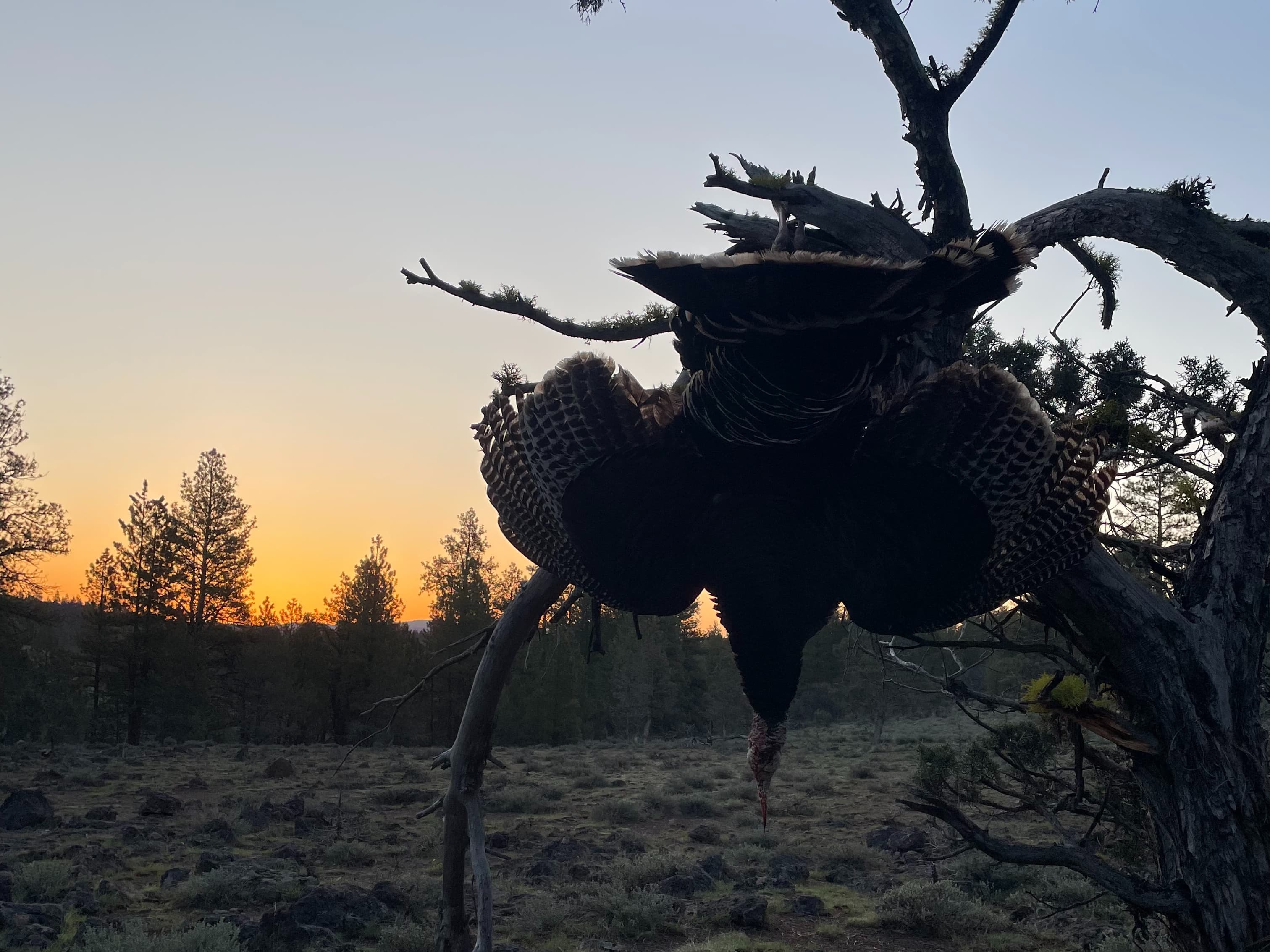 Silhouette of a wild turkey hanging from a tree branch against an orange and blue sunset. The turkey's feathers are spread...