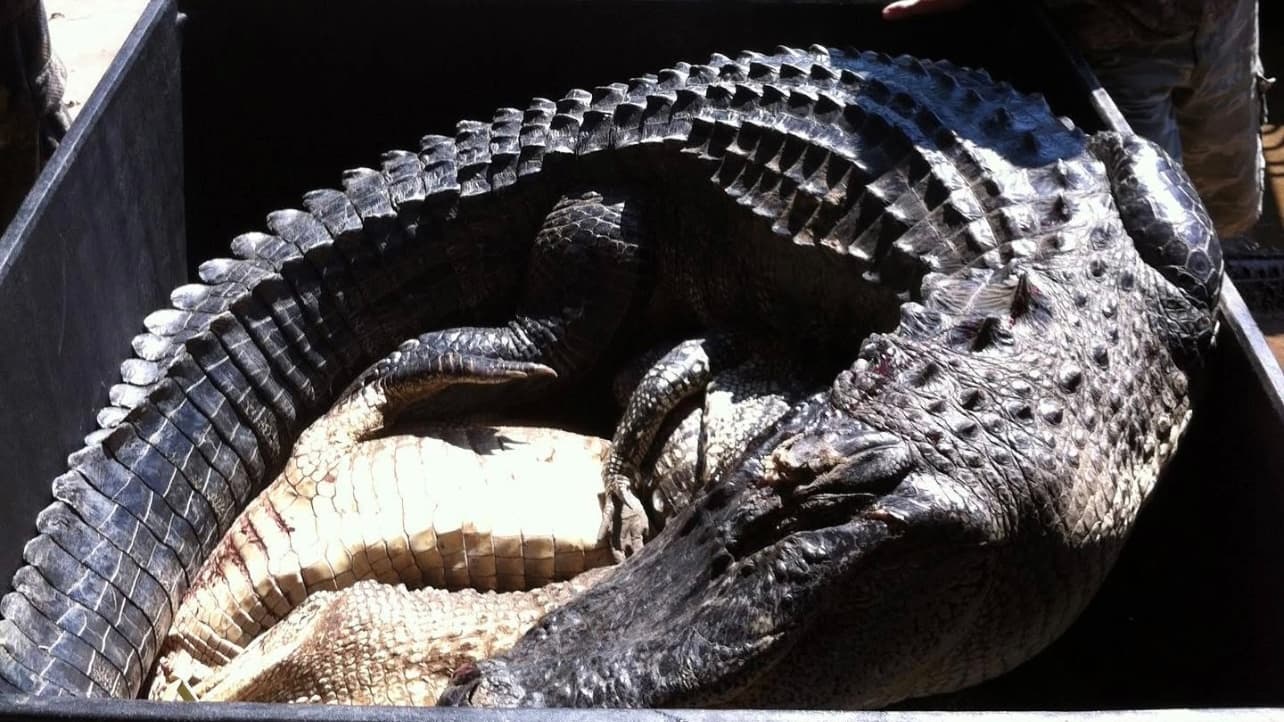 Large alligator in a black bin. The alligator's textured scales and armored back are visible. Another light-colored alliga...