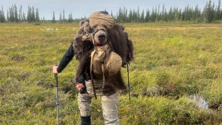 Hunter carrying a brown bear carcass on his back, with a backpack. Standing in a grassy field with trees in the background...