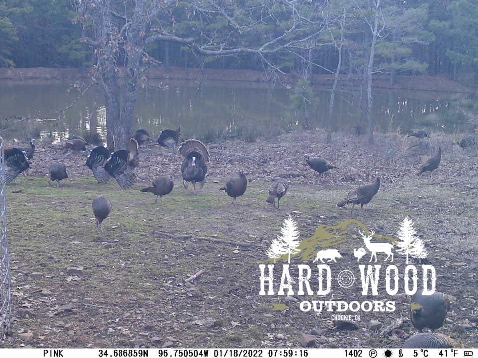 A flock of wild turkeys foraging in a wooded area near a pond. Some turkeys have their feathers fanned. "Hard Wood Outdoor...