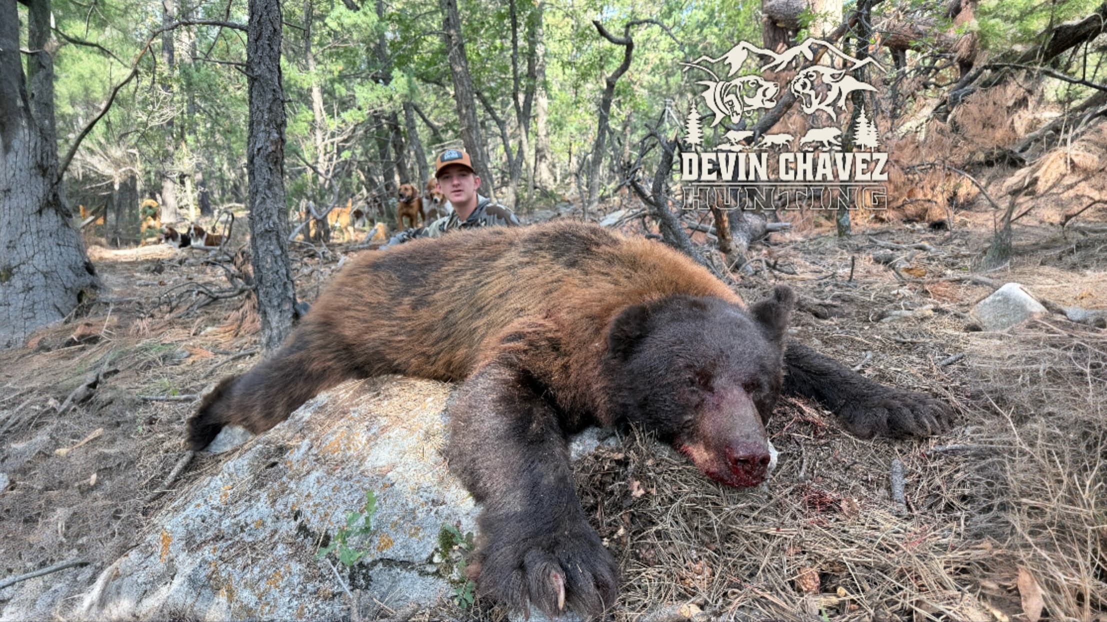 A dead brown bear lies on a rock in a forest. A hunter in camo and a couple of dogs stand behind it. Hunting logo in the t...