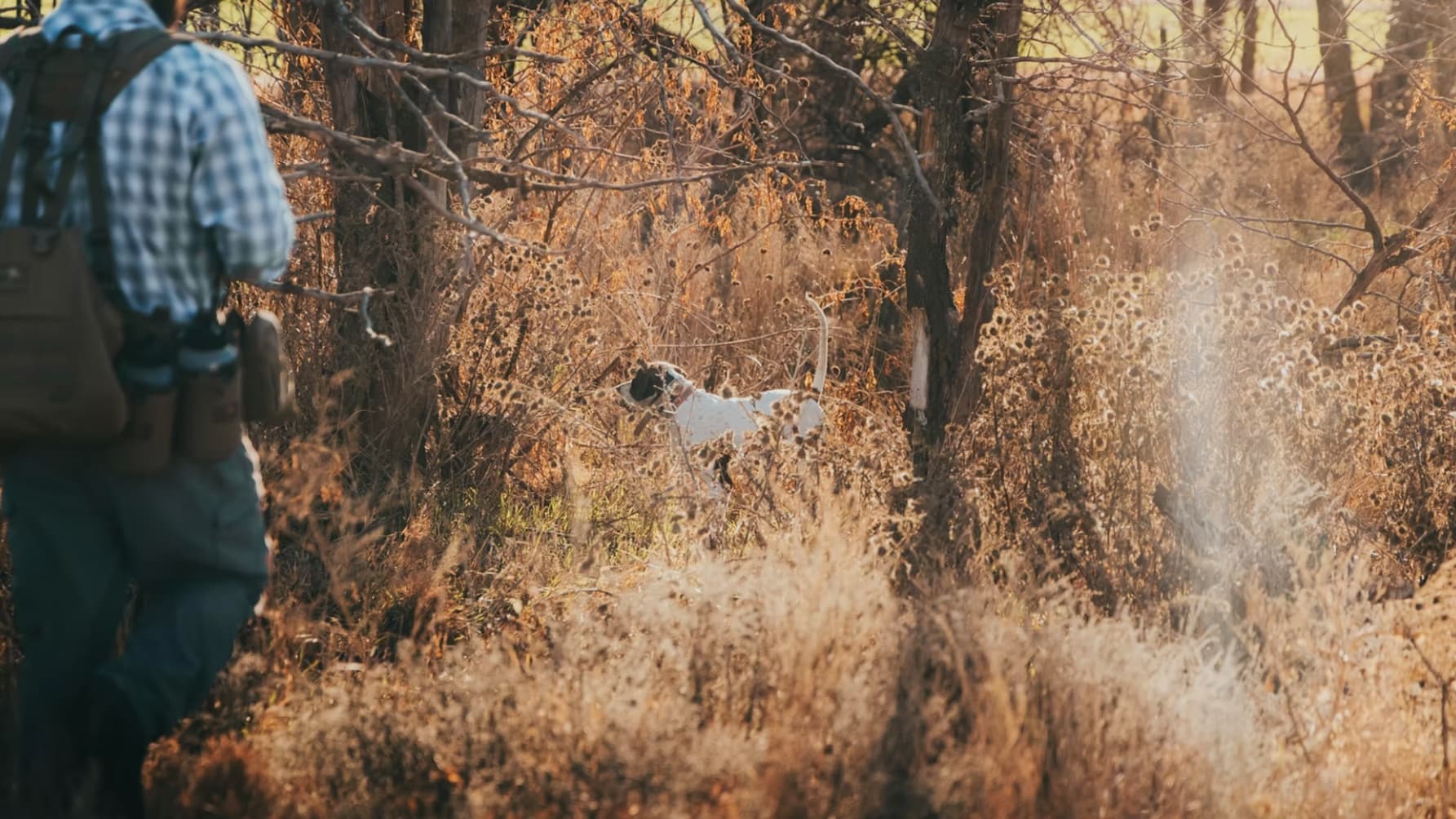 Hunter with a backpack walks through tall, dry grass. A white and black dog stands at attention in the distance.