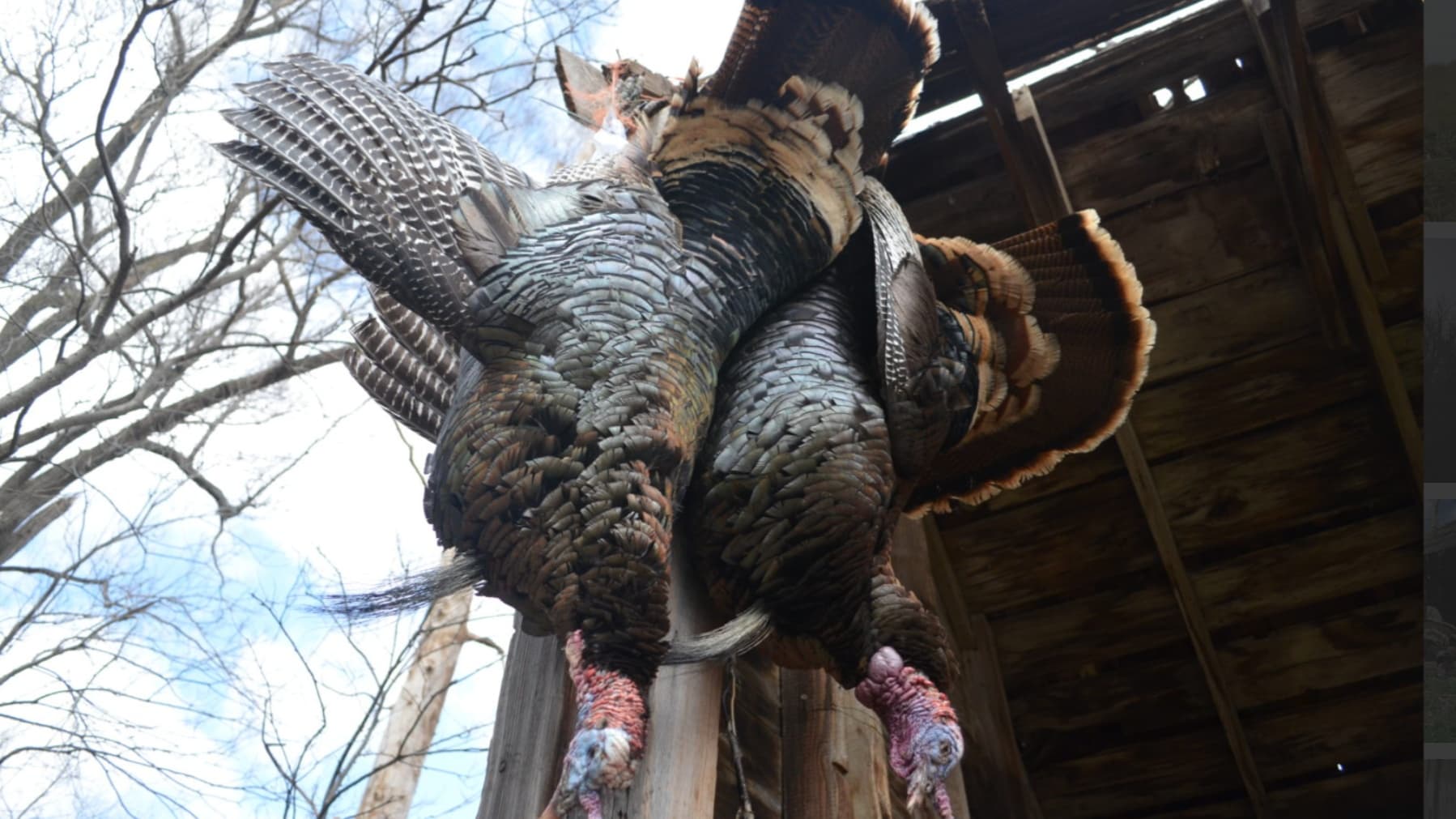 Two harvested turkeys hanging upside down from wooden structure. Feathers are brown, black, and iridescent. Pink, warty ne...