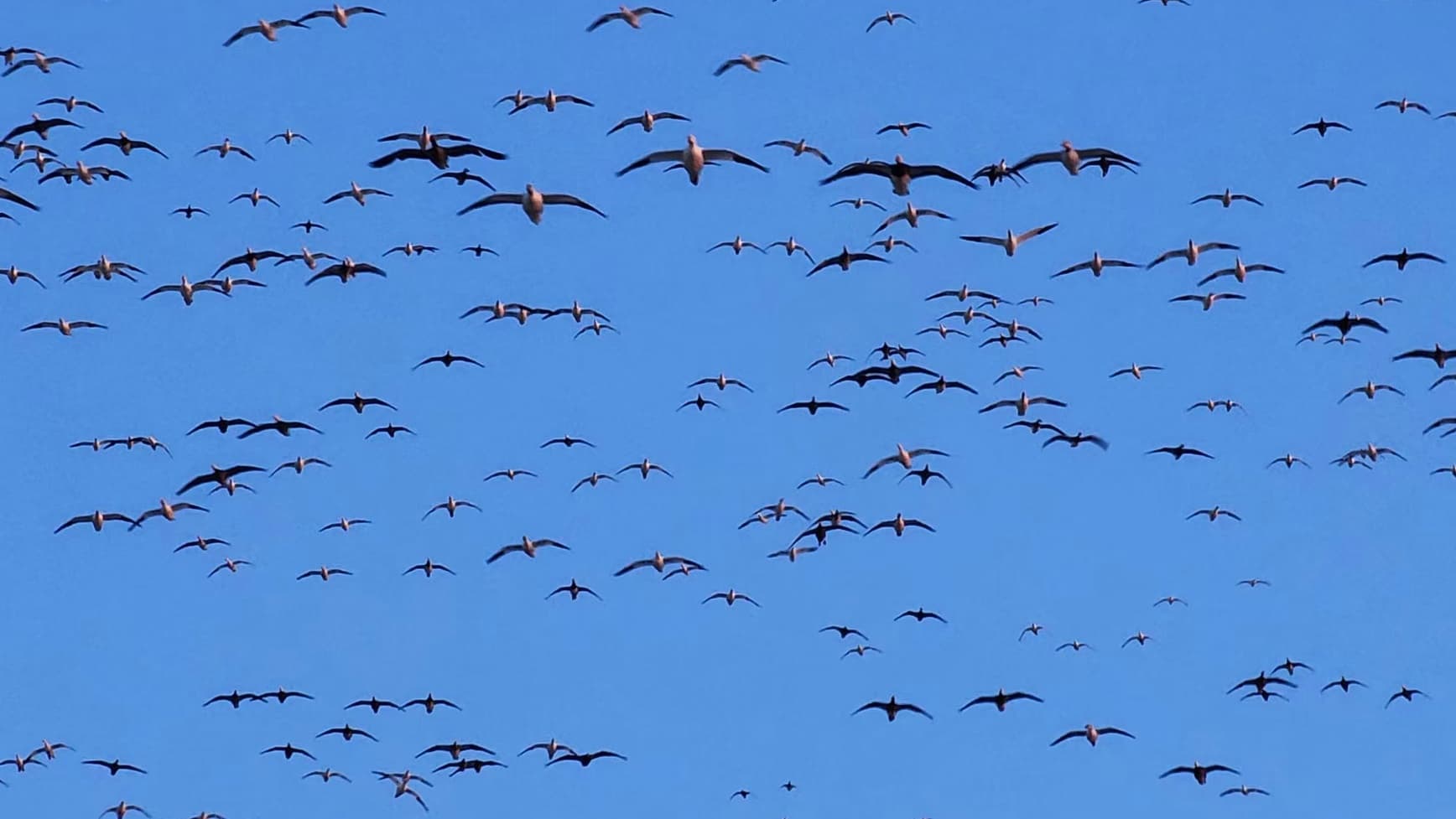 A flock of birds silhouetted against a bright blue sky. Several are fully visible, while the others are distant.