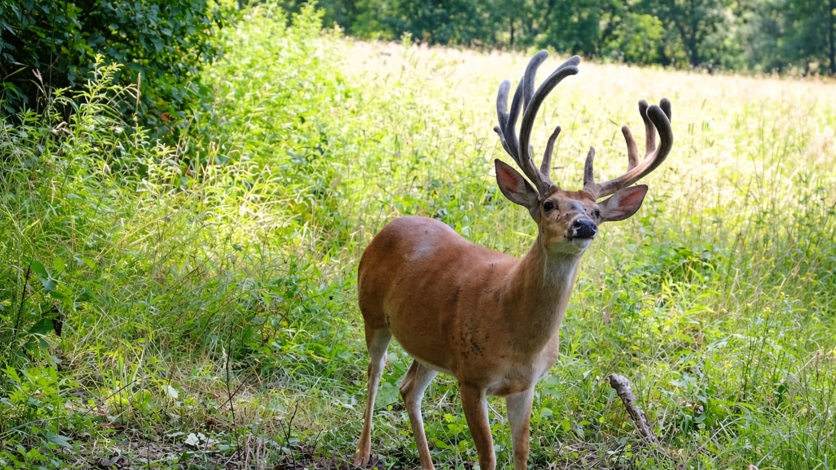 Photo 8 of guide The Rack - Missouri, LLC, 5 - 10 years, uses Bow and Crossbow and Muzzleloader and Rifle, specializes in Deer and Turkey, skilled in Calling and Decoys and Ground Blind and Run and Gun and Stand Hunting