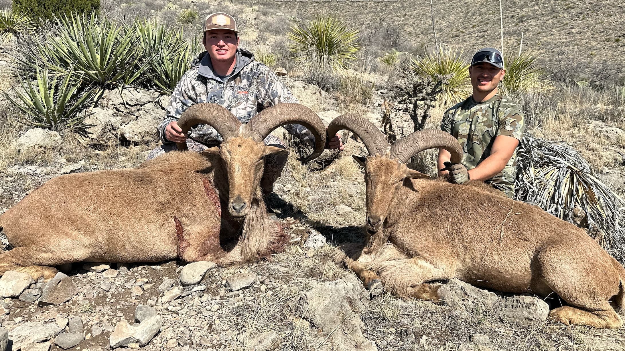 Two men with two dead, large brown Barbary sheep. Men in camo attire pose. Sheep have large curved horns; laid out on dry ...