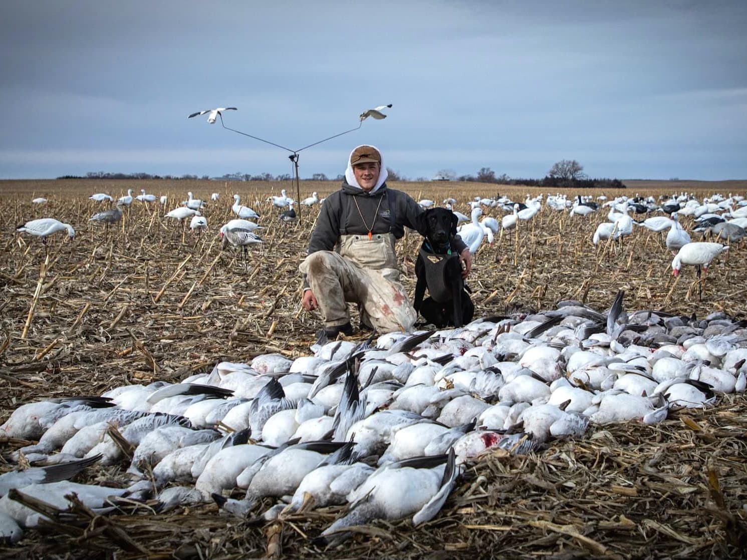 Hunter with black dog and a large pile of harvested snow geese in a field with decoys.