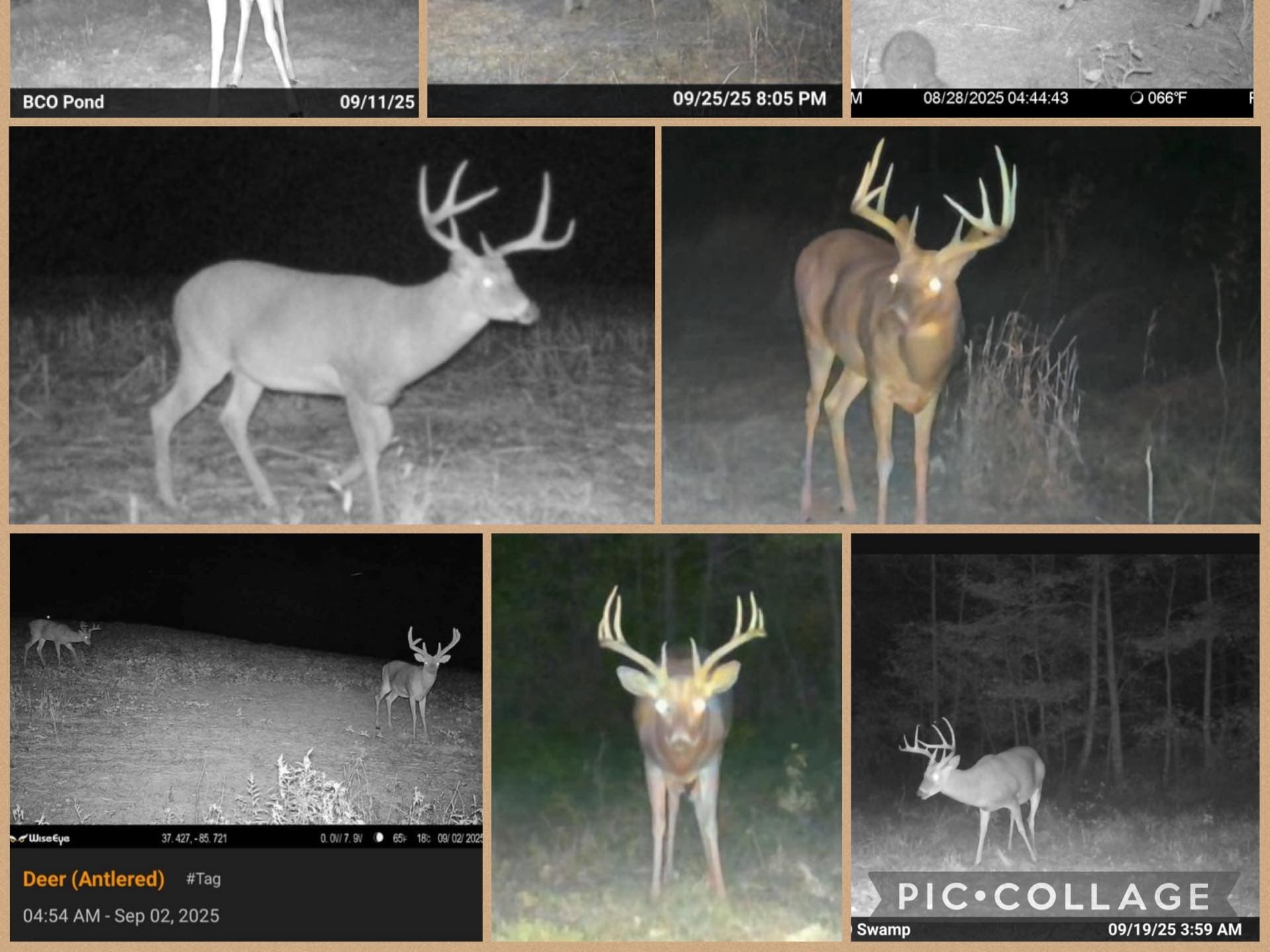 Collage of six trail cam photos of deer, all with large antlers. One photo in the bottom center is most detailed, frontal ...