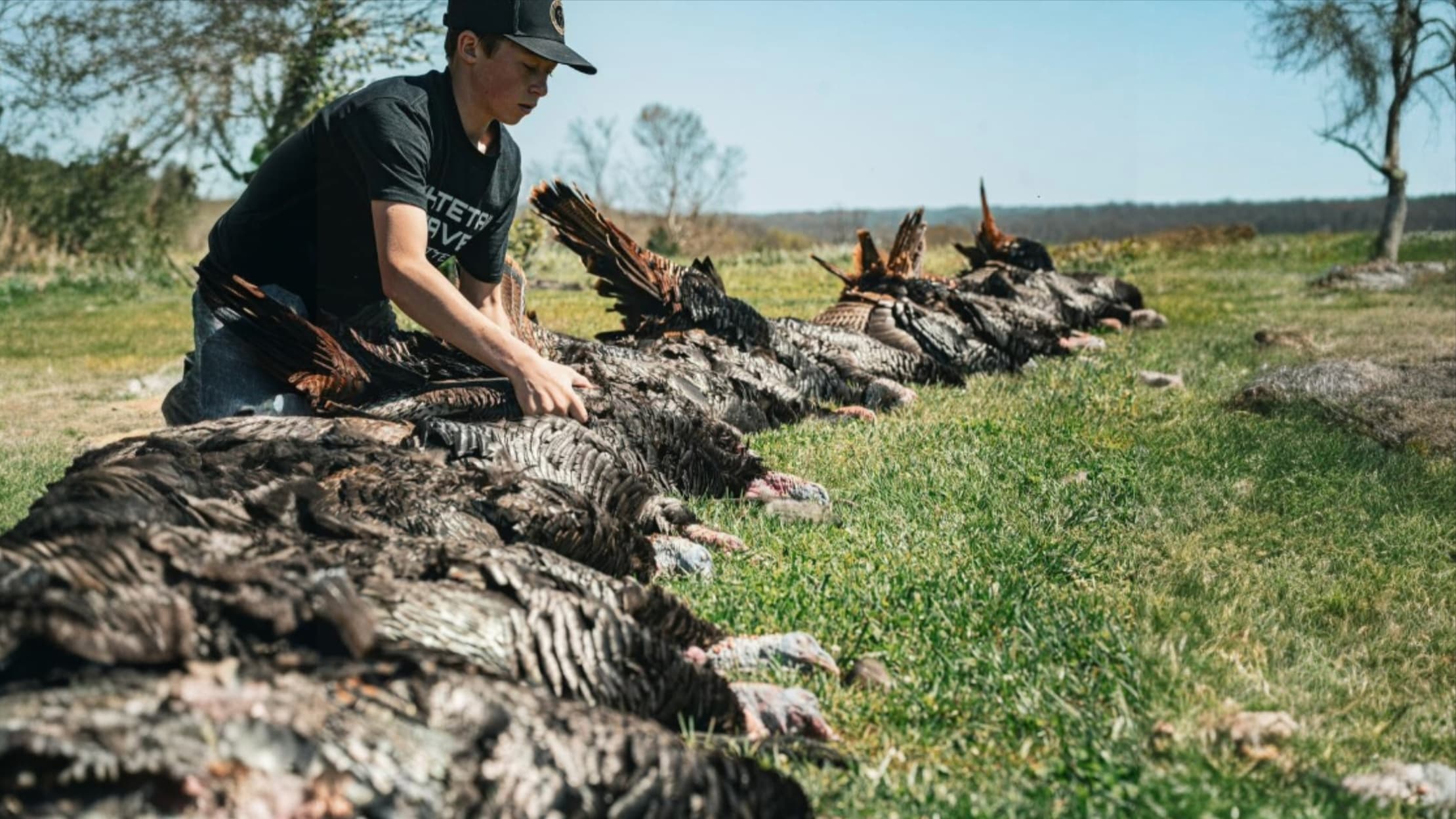 A person in a black cap and shirt inspecting a row of harvested turkeys lying on a grassy field on a sunny day.