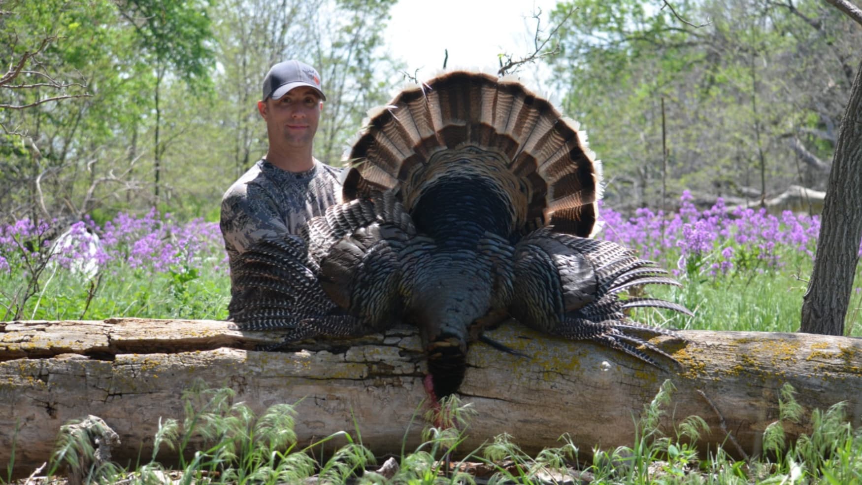 Man with a camo shirt and a hat, poses with a wild turkey. Turkey is spread out on a log. Purple flowers and trees in the ...