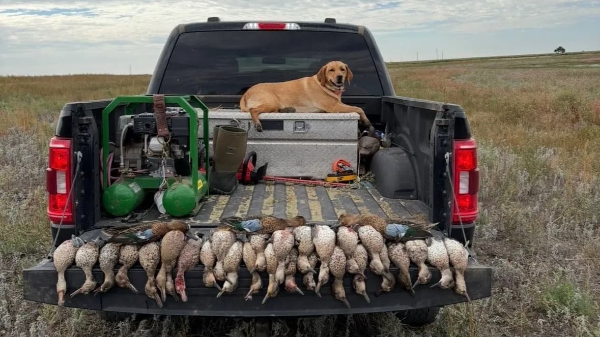 A yellow Labrador rests on a metal tool chest in the bed of a black pickup truck, lined with numerous hunted ducks on the ...