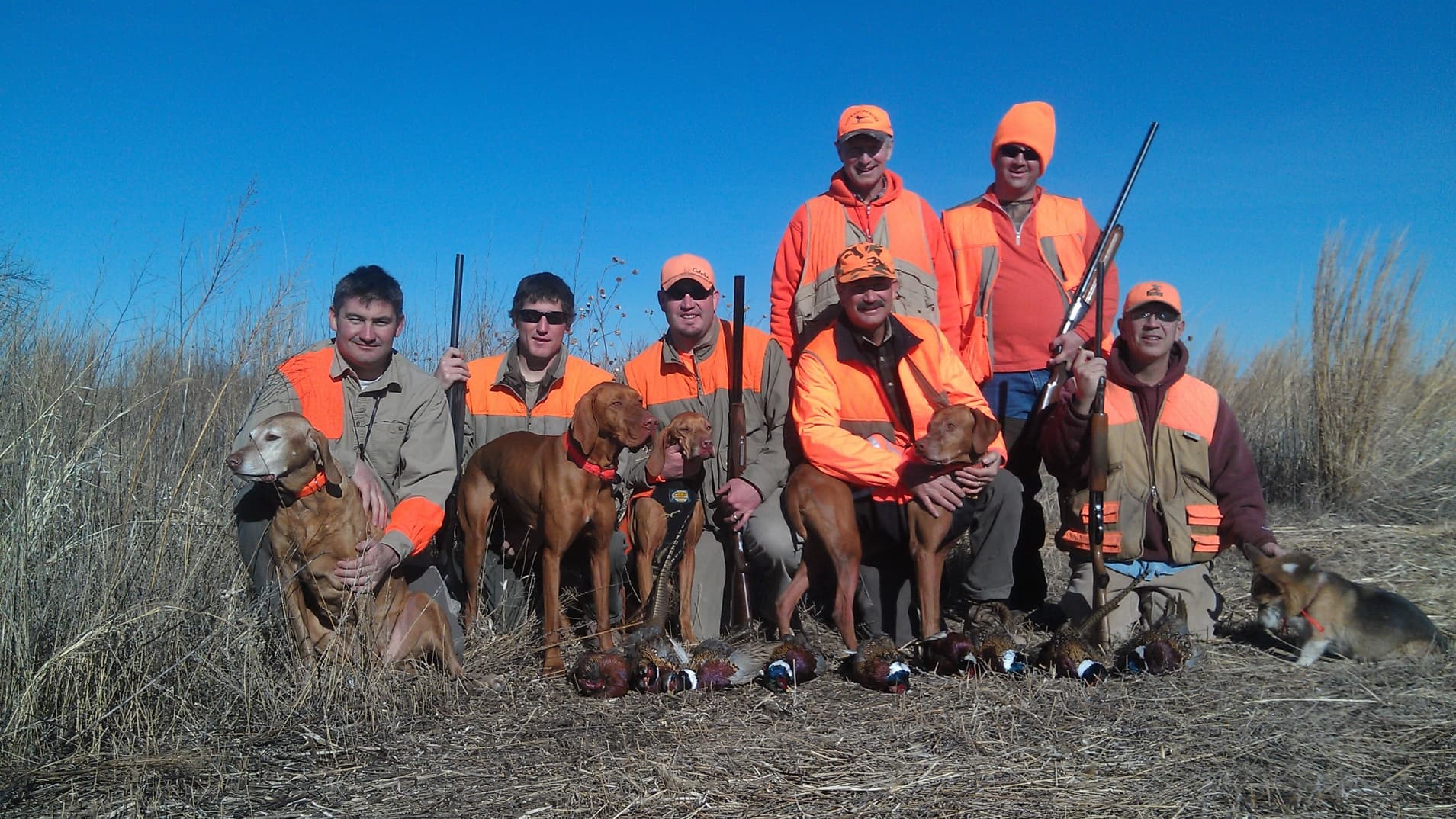 Group of hunters with dogs and harvested pheasants. Men in orange vests and hats, with shotguns. Vizsla dogs. Clear, blue ...