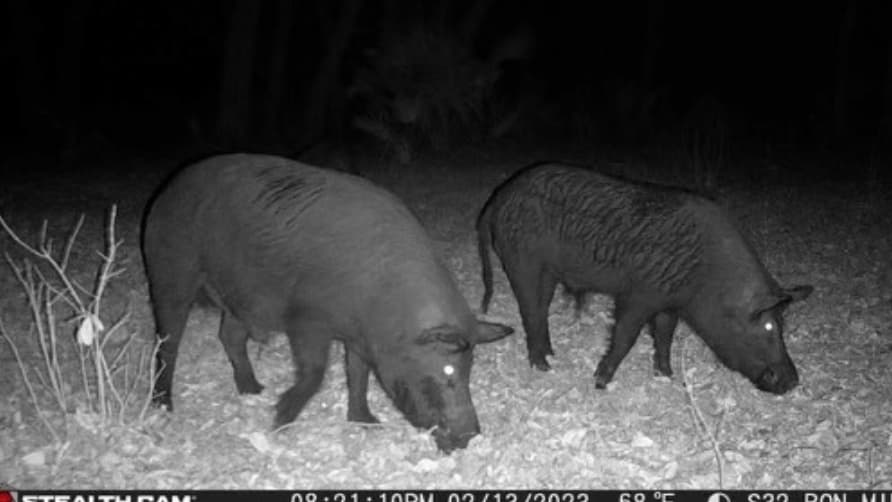 Two dark-colored wild pigs, possibly feral hogs, forage in leaf litter at night. Their eyes glow, captured by a trail camera.