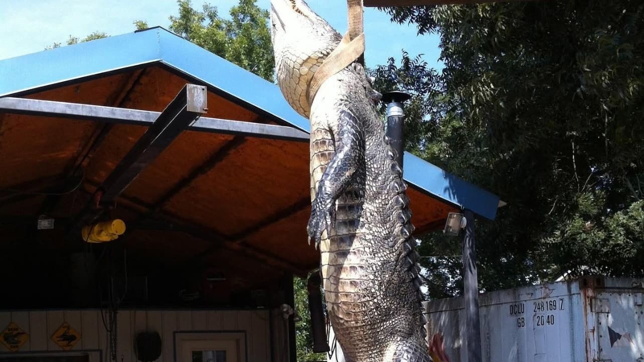 Large alligator being hoisted by a strap. It is vertical, suspended in the air. Structure with blue roof in background.