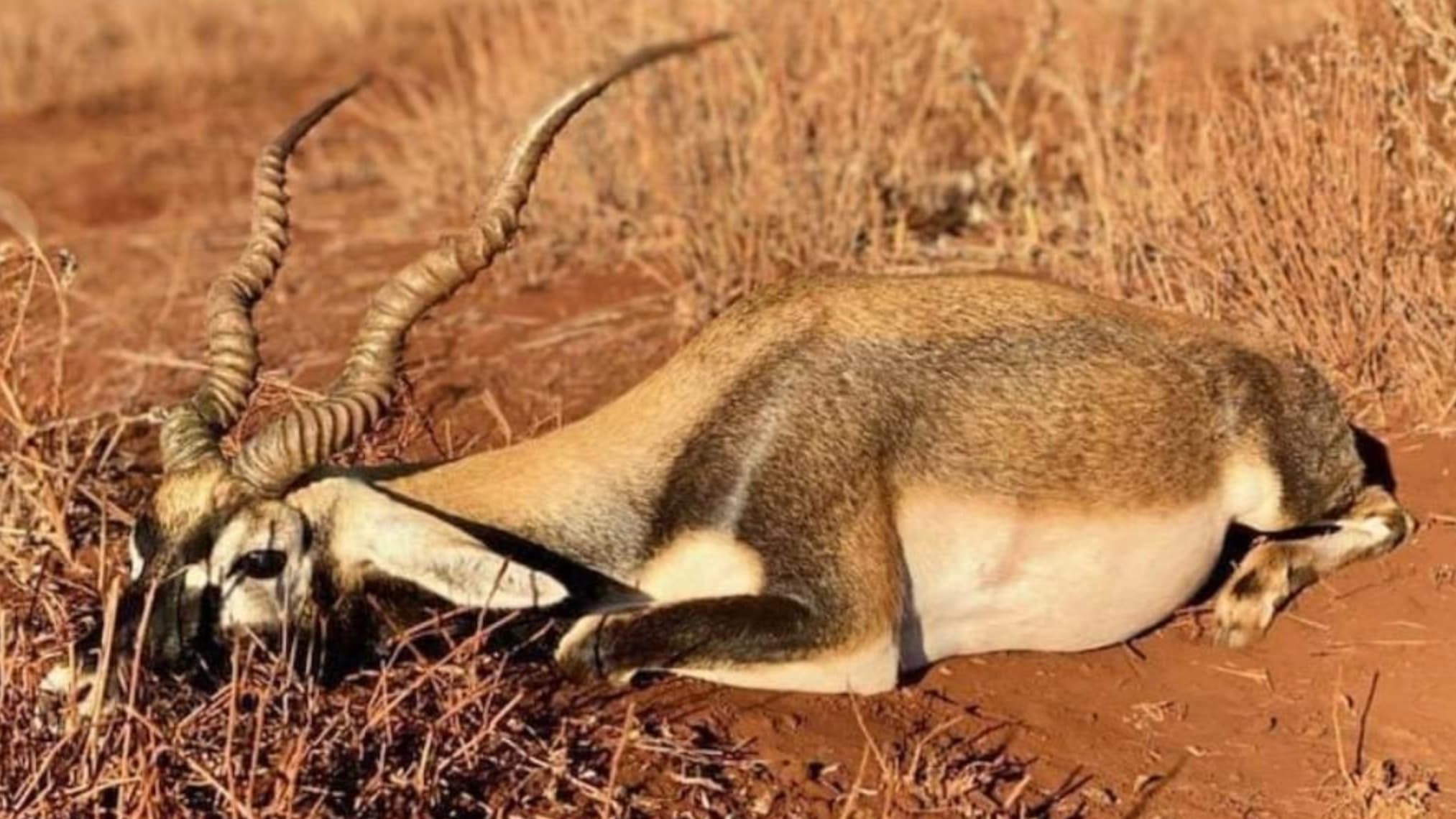 A gazelle laying on the ground, possibly deceased. It has curved horns, a brown and white coat, and rests on a bed of dry ...