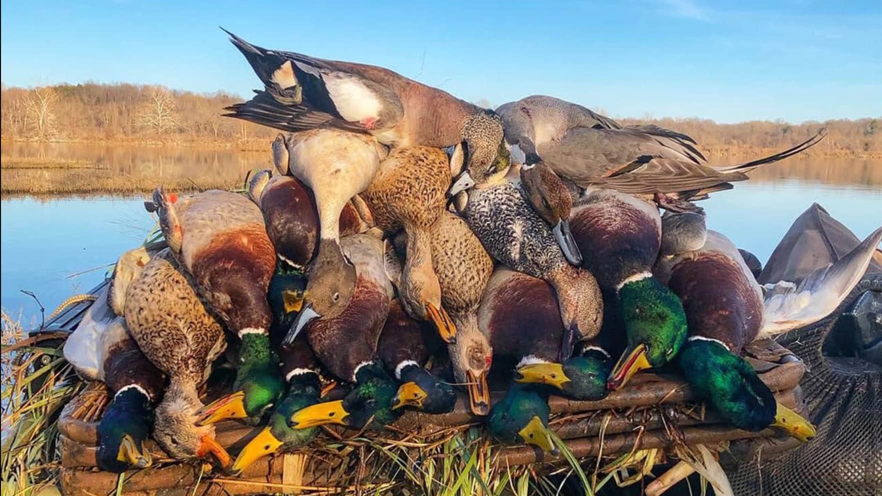 Pile of ducks, including mallards with green heads, laid out in front of a lake. Clear blue sky and trees are in the backg...