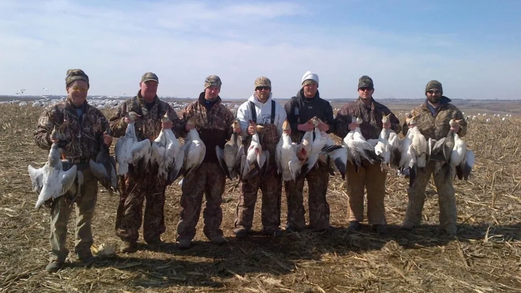 Seven men in camo gear stand holding multiple harvested snow geese. They are in a harvested field with many other geese in...