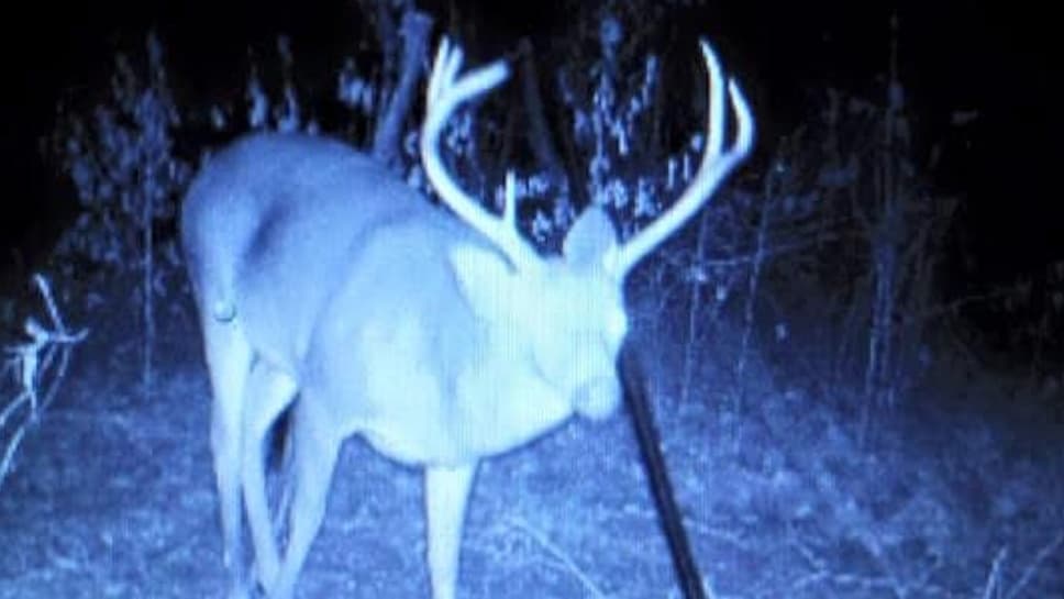 A large buck deer with prominent antlers is lit in blue. It stands in a dark forest, possibly a night vision or infrared p...