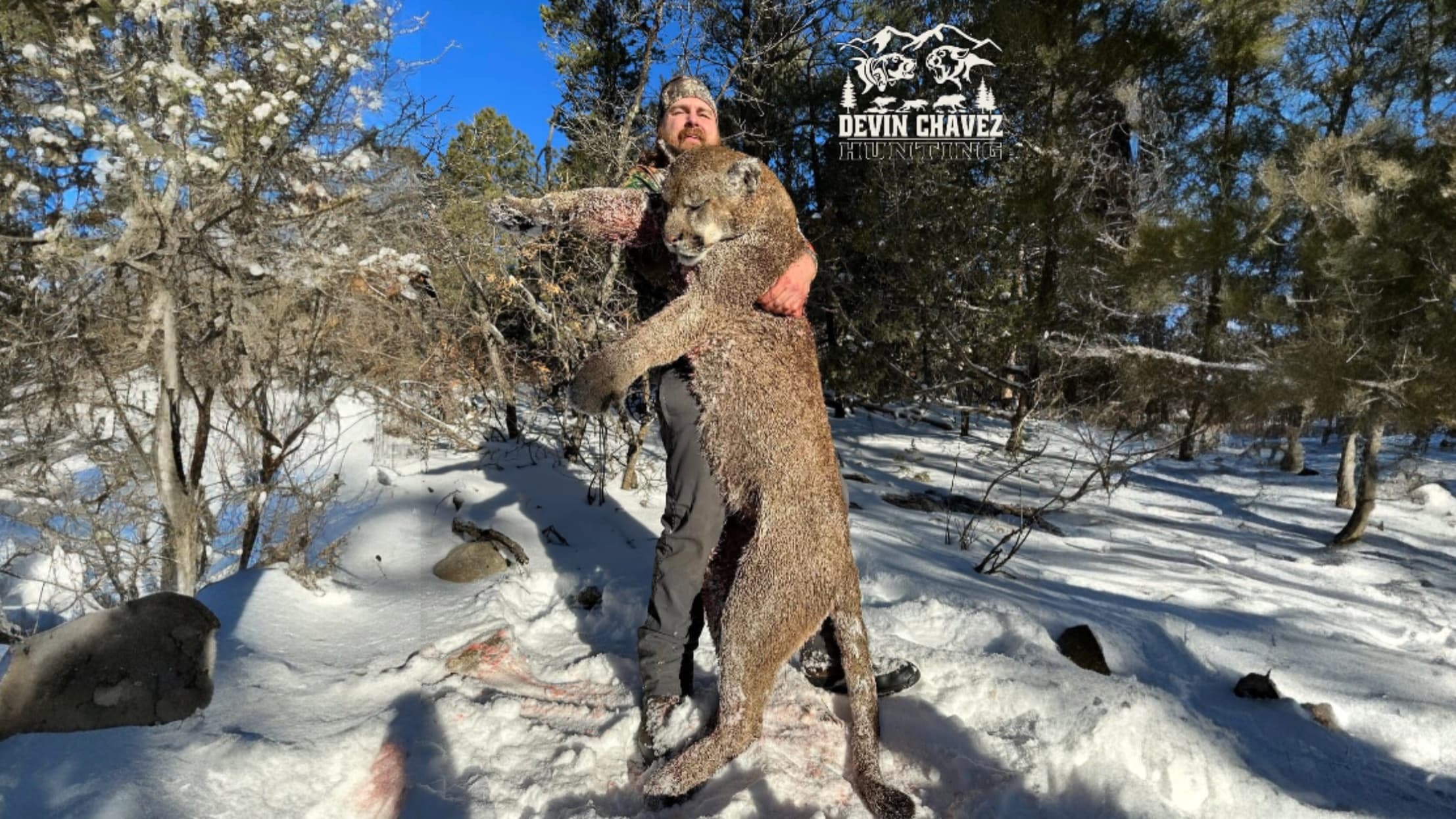 Man holding a large mountain lion in snowy, wooded area. Clear blue sky, hunter's hat, hunting logo on the right.