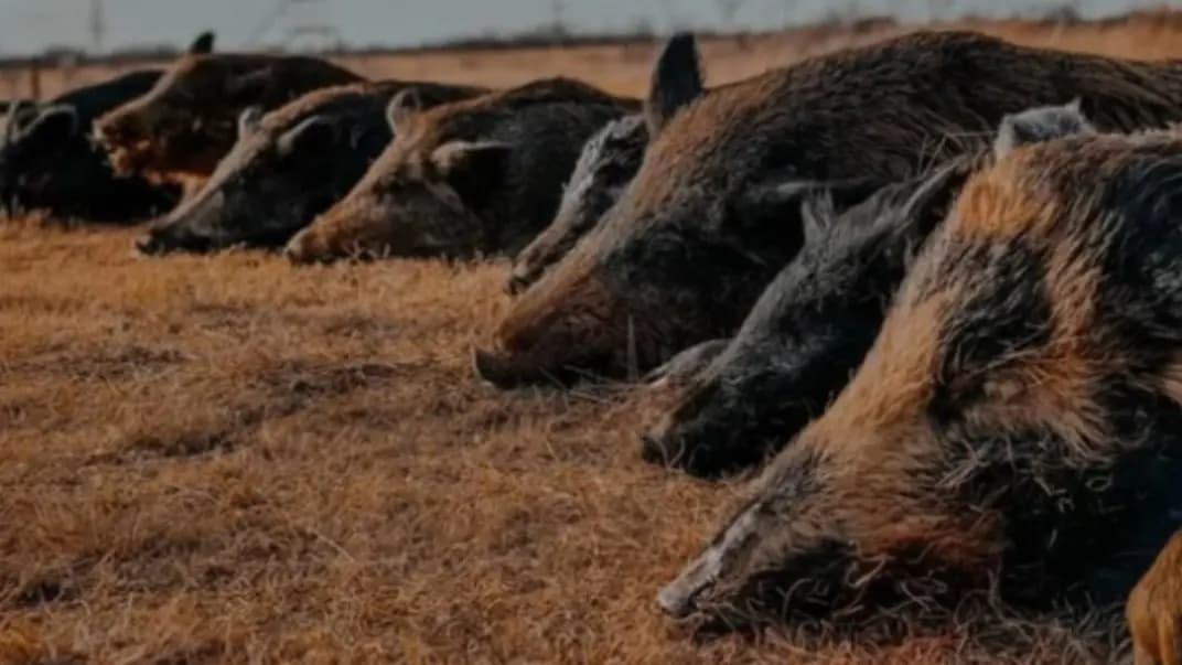 Photo 12 of guide Full Strap & Stringer Outfitter & Guide Service , 20+ years, uses Rifle and Shotgun, specializes in Duck and Wild Boar, skilled in Decoys and Stand Hunting
