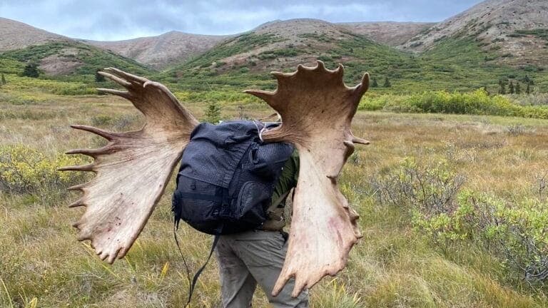 Photo 4 of guide Wild Alaska Outfitters, 10 - 20 years, uses Bow and Rifle, specializes in Bear and Brown Bear and Moose, skilled in Baiting and Calling and Canoe/Boat and Spot and Stalk and Still Hunting and Tracking