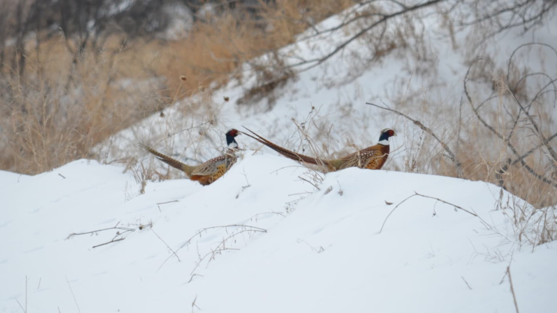 Two pheasants perched on a snow-covered bank. The birds have colorful plumage and long tails. Dried grass and bushes are v...