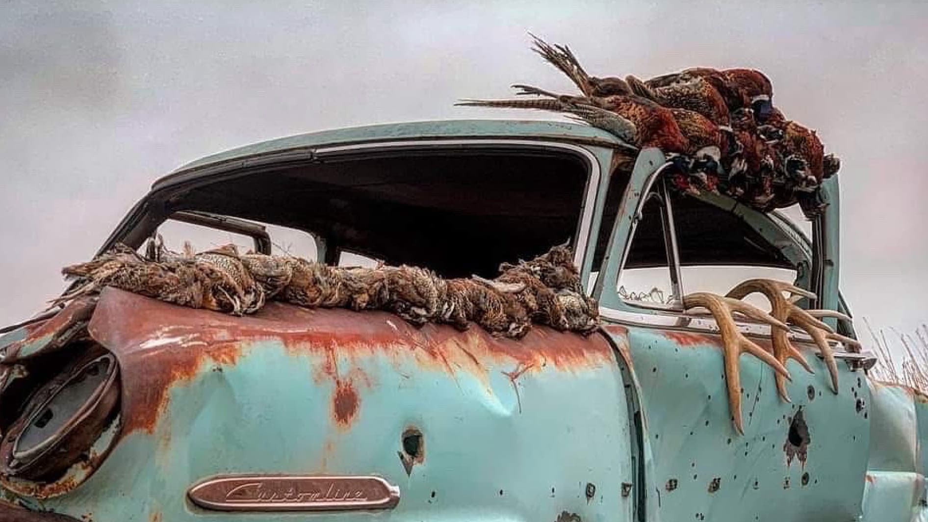 Rusty teal classic car with birds piled on the roof and hood, also with a pair of antlers. Cloudy, overcast sky.