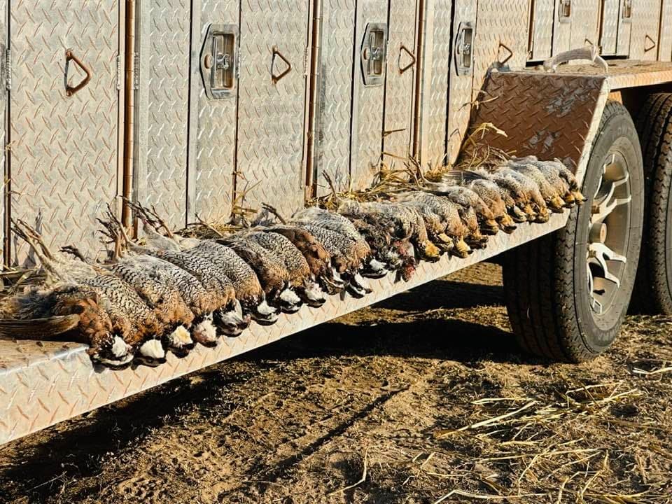 Photo 6 of guide Rockin 69 Hunts, 10 - 20 years, uses Bow and Crossbow and Muzzleloader and Rifle and Shotgun, specializes in Deer and Dove and Duck and Quail and Turkey, skilled in Calling and Decoys and Run and Gun and Stand Hunting and Walk-Up (Flush) Hunting