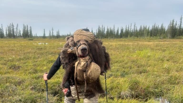 Man carries a dead bear, the bear's head is visible, with a backpack. Man is holding trekking poles, standing in a swampy ...
