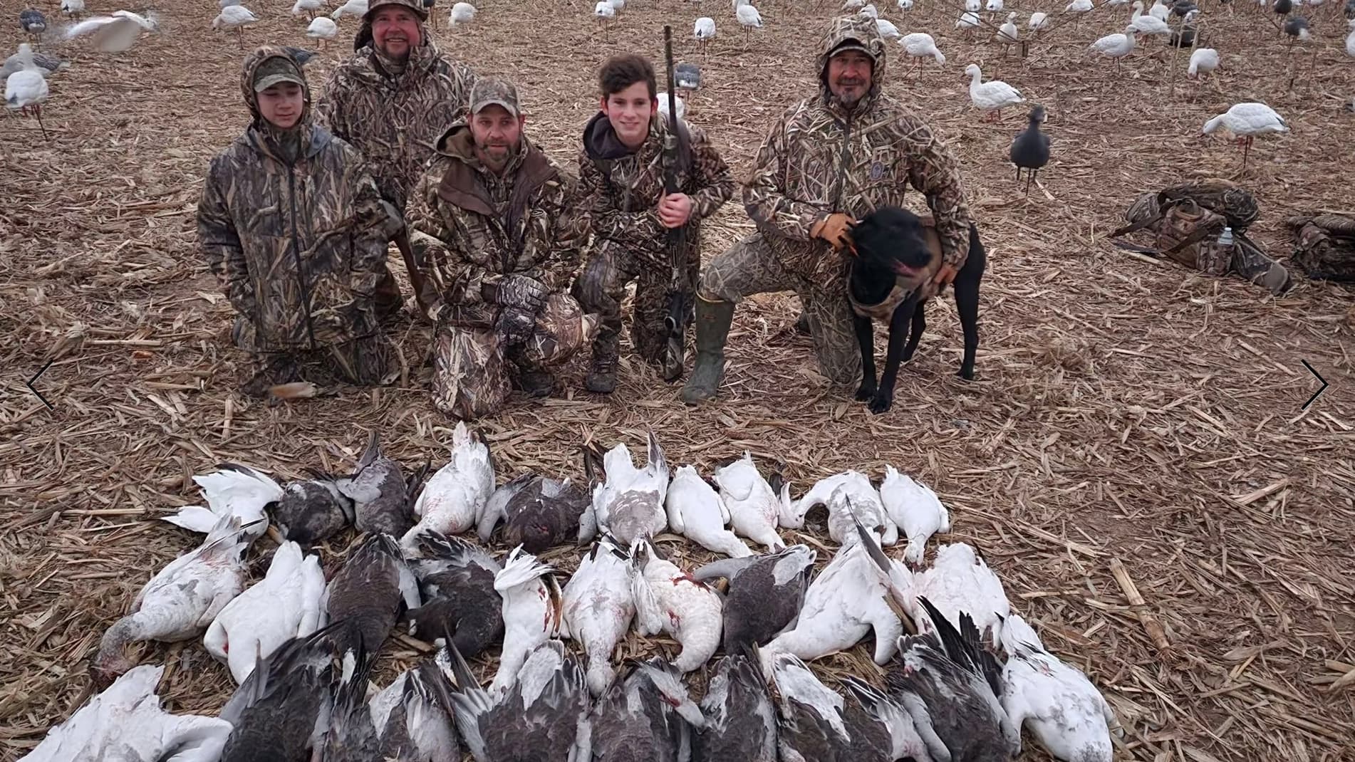 Group of five hunters in camo clothing posing with a collection of harvested ducks and a black dog. Field background with ...