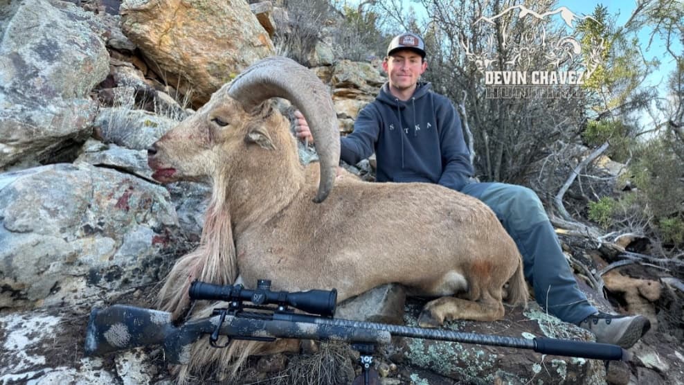 Man sits beside a large dead animal with curled horns, a rifle rests in front. The animal is laying on rocks. The man hold...