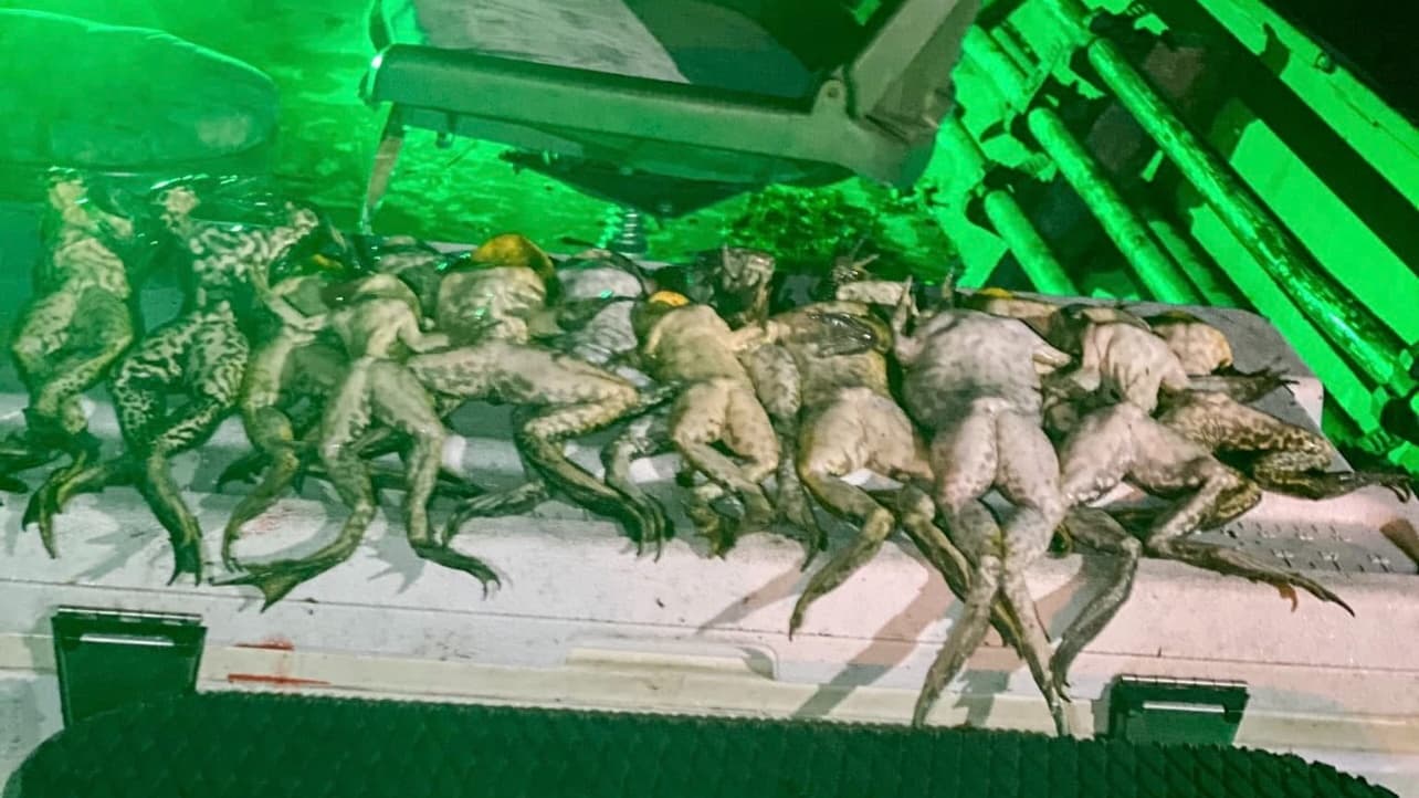 A pile of numerous dead frogs with mottled skin, arranged on a white surface, illuminated by green light.