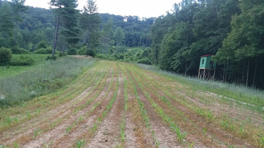 Rows of young corn plants in a field leading to a green hunting blind by a forest.