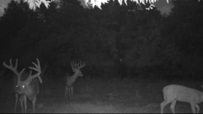 Three deer, one with large antlers prominently featured, in a dark forest setting. Nighttime photo. Two other deer are pre...