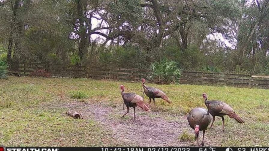 Four wild turkeys in a grassy field, near a log and a wooden fence with forest in the background. The sky is overcast.