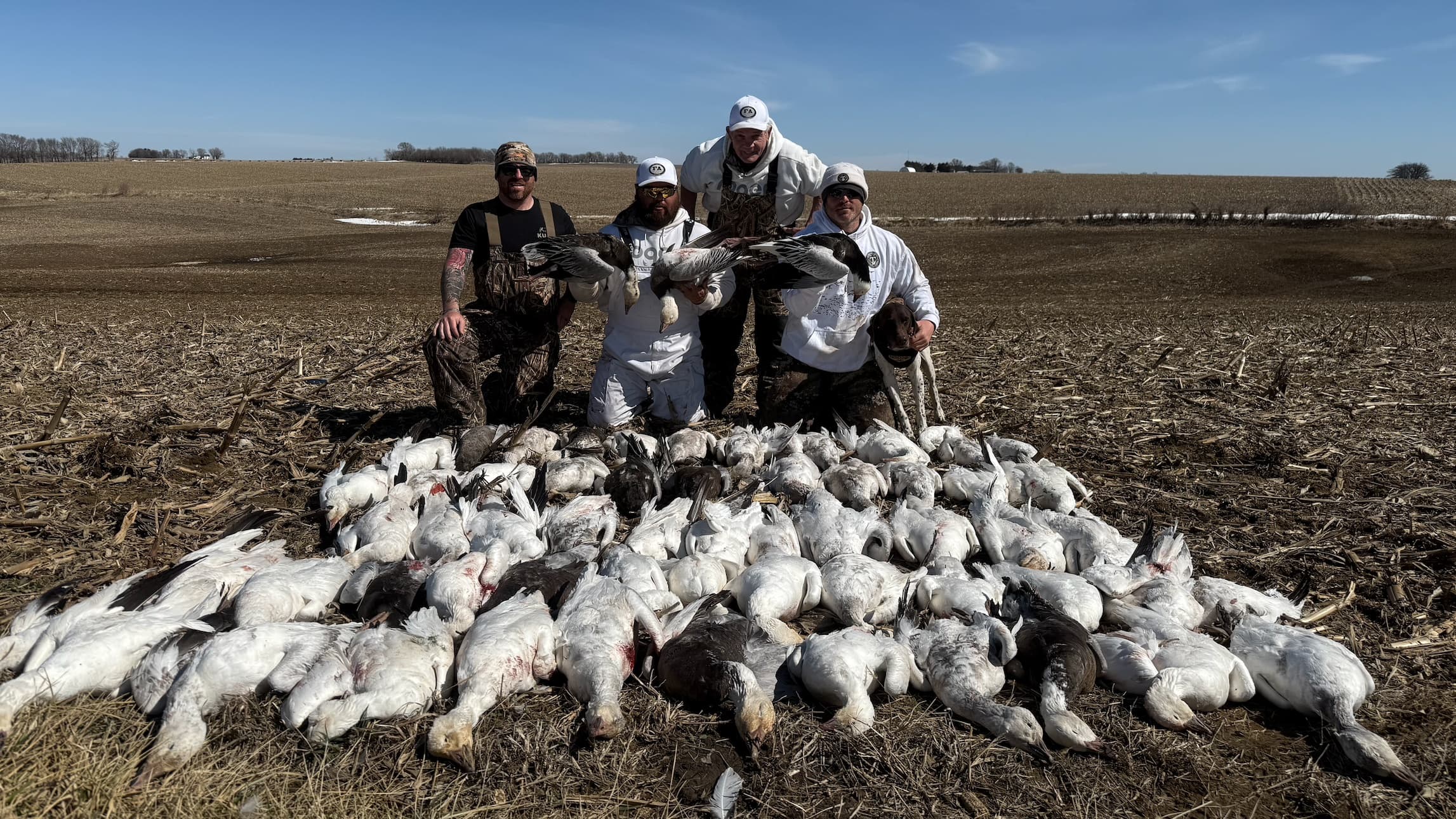Four men posing with a large pile of harvested geese in a harvested field. All men are wearing hunting attire.