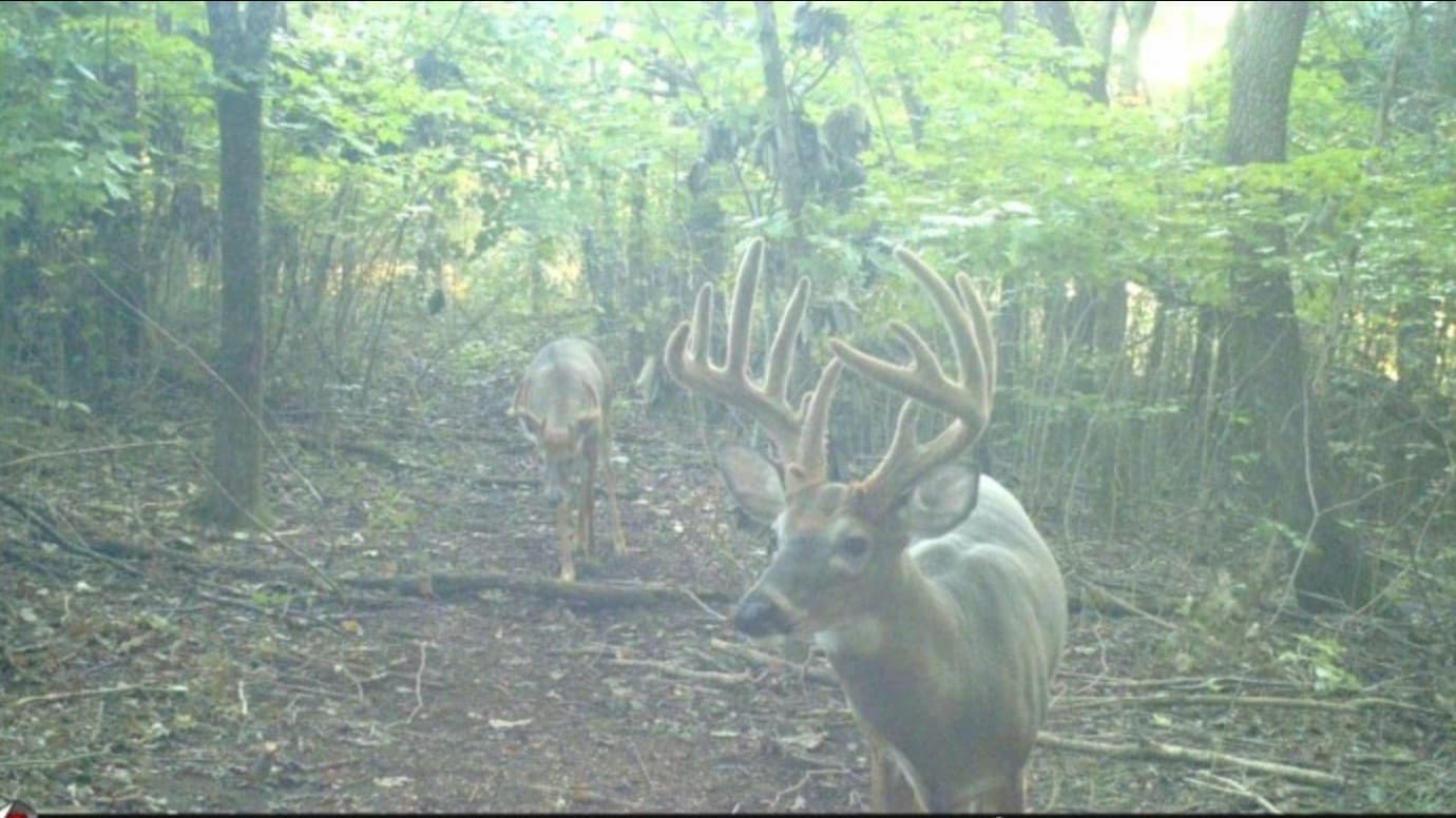 A large buck with impressive antlers stands in a forest path. Another deer is further back. Lush green foliage surrounds t...