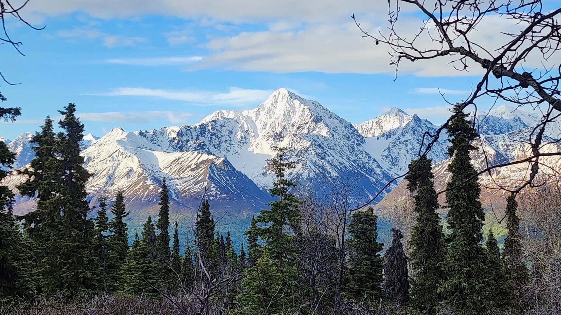 Snow-capped mountain range against a blue sky with clouds. Foreground features dense evergreen trees and bare tree branches.