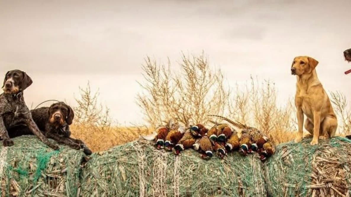 Three hunting dogs sit on hay bales with harvested pheasants. One golden lab sits. Two wirehaired pointers are seated/lay...