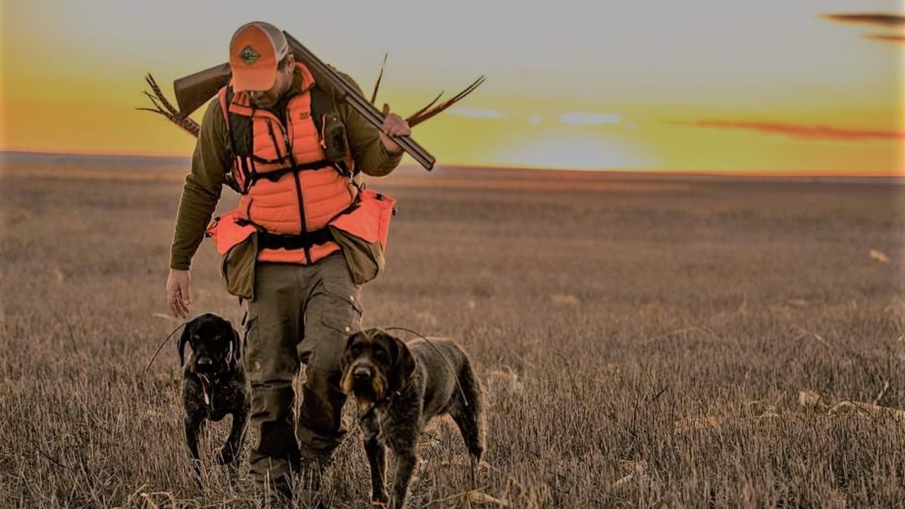 Hunter in orange vest with shotgun, walking with two dogs through tall grass at sunset. Feathers tucked in the hunter's v...