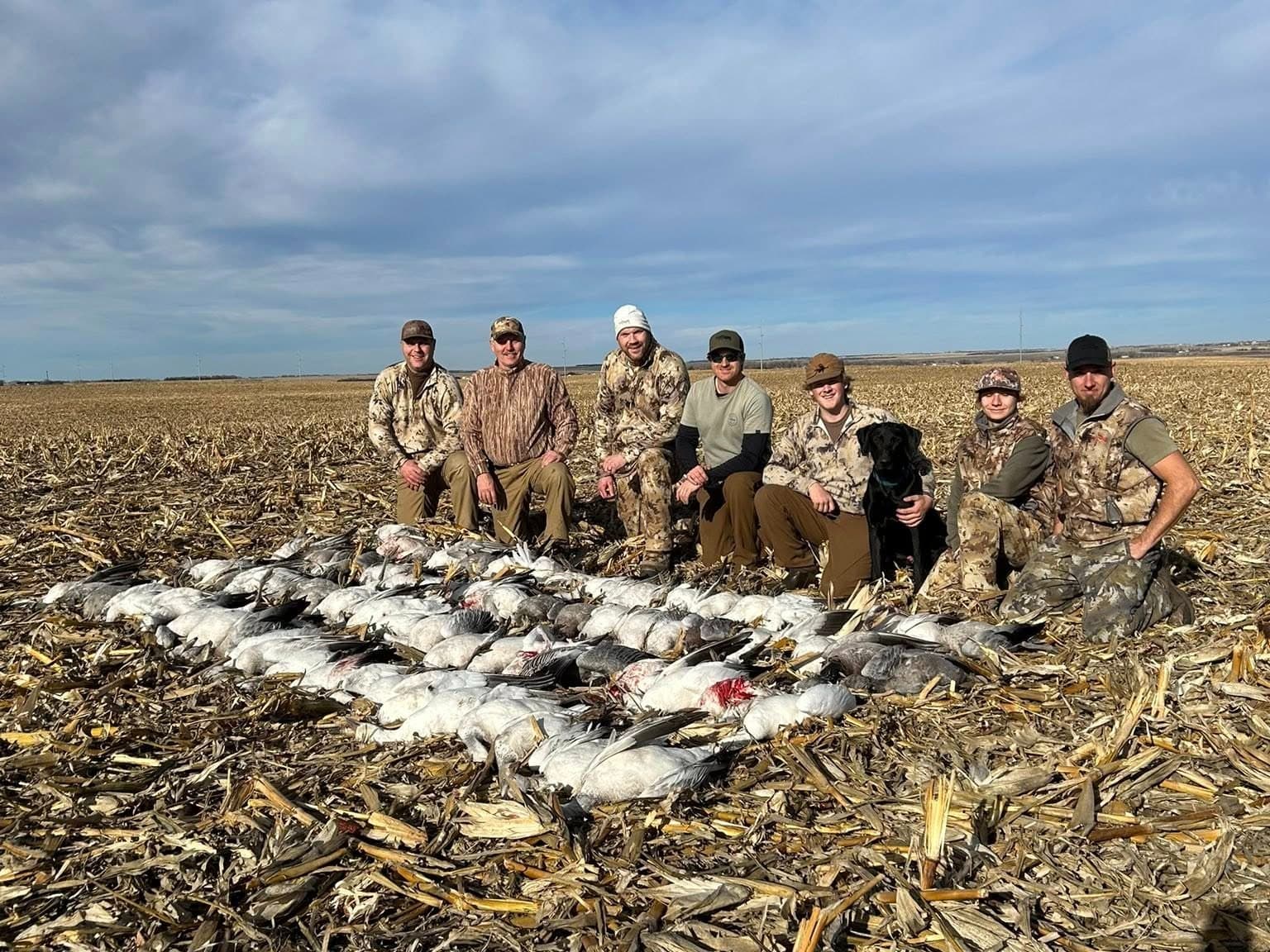 Hunters and dogs pose in a harvested cornfield with a large pile of snow geese.