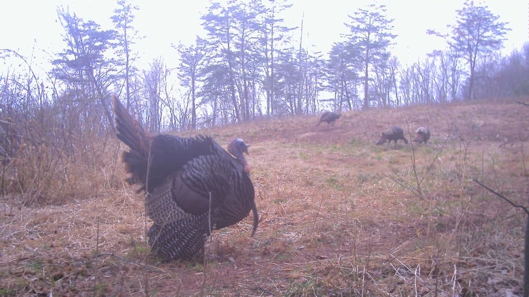 Wild turkey in foreground, other turkeys grazing on a wooded hillside.