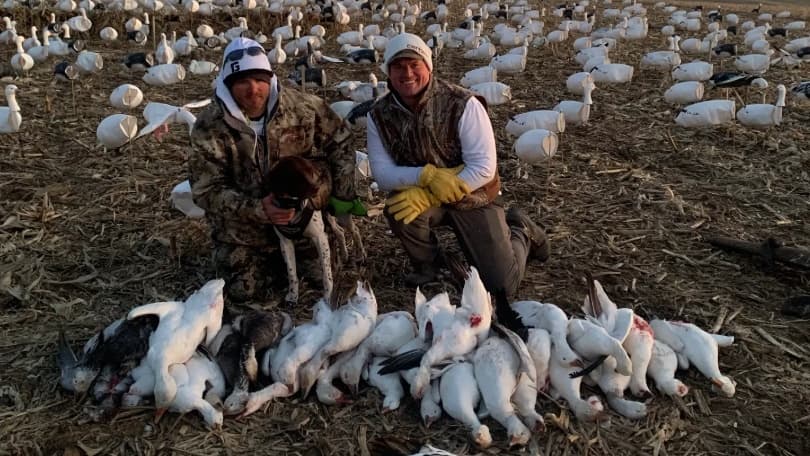 Two men and a dog pose with harvested geese in a field. Decoys are scattered behind them. Geese lie on the ground in front.