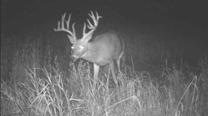 A large buck with impressive antlers stands in tall grass at night. Eyes glow, likely from a camera flash. The background ...