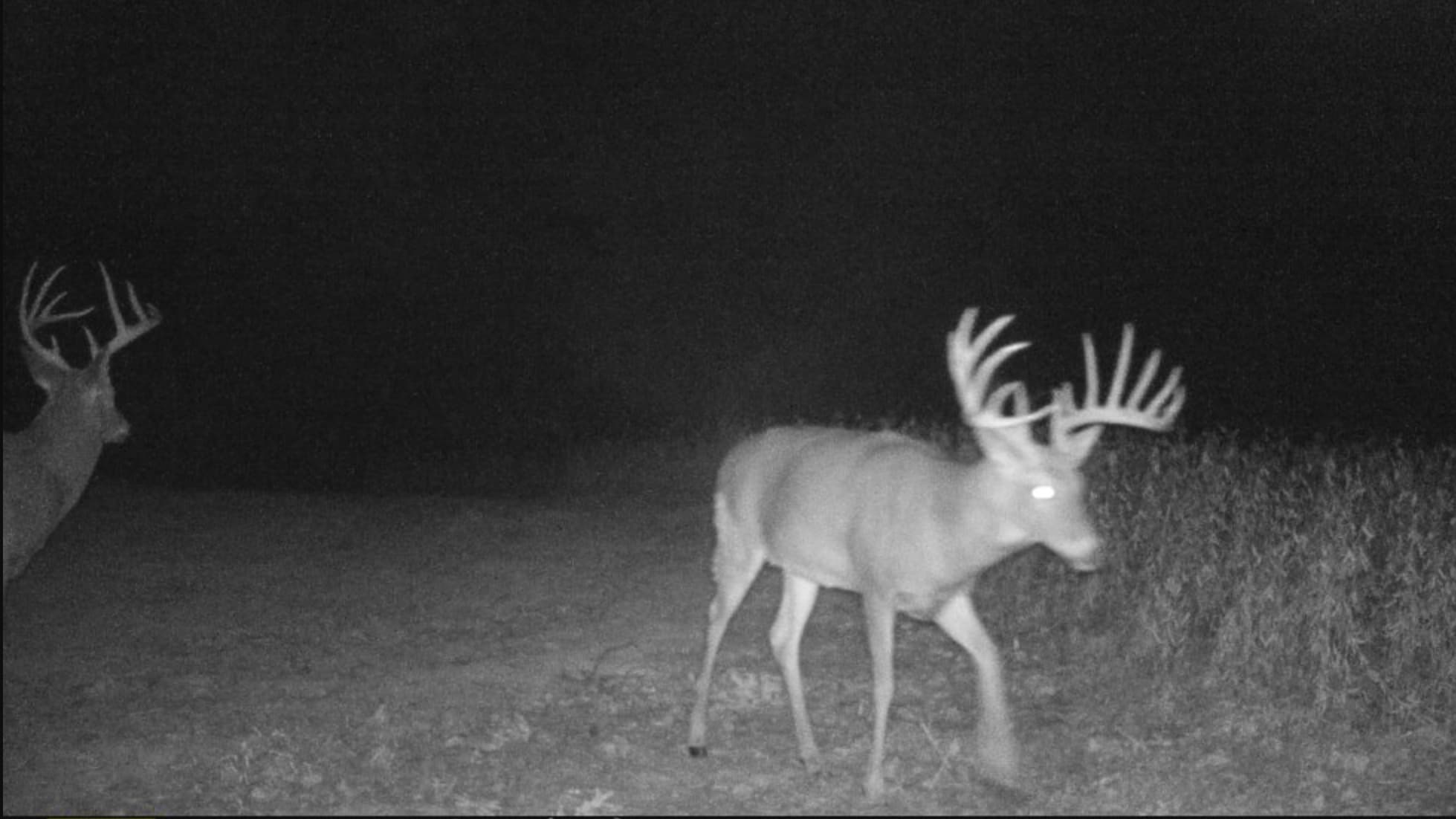 Two deer with large antlers, one in the foreground with glowing eyes, move through a dark, grassy field.
