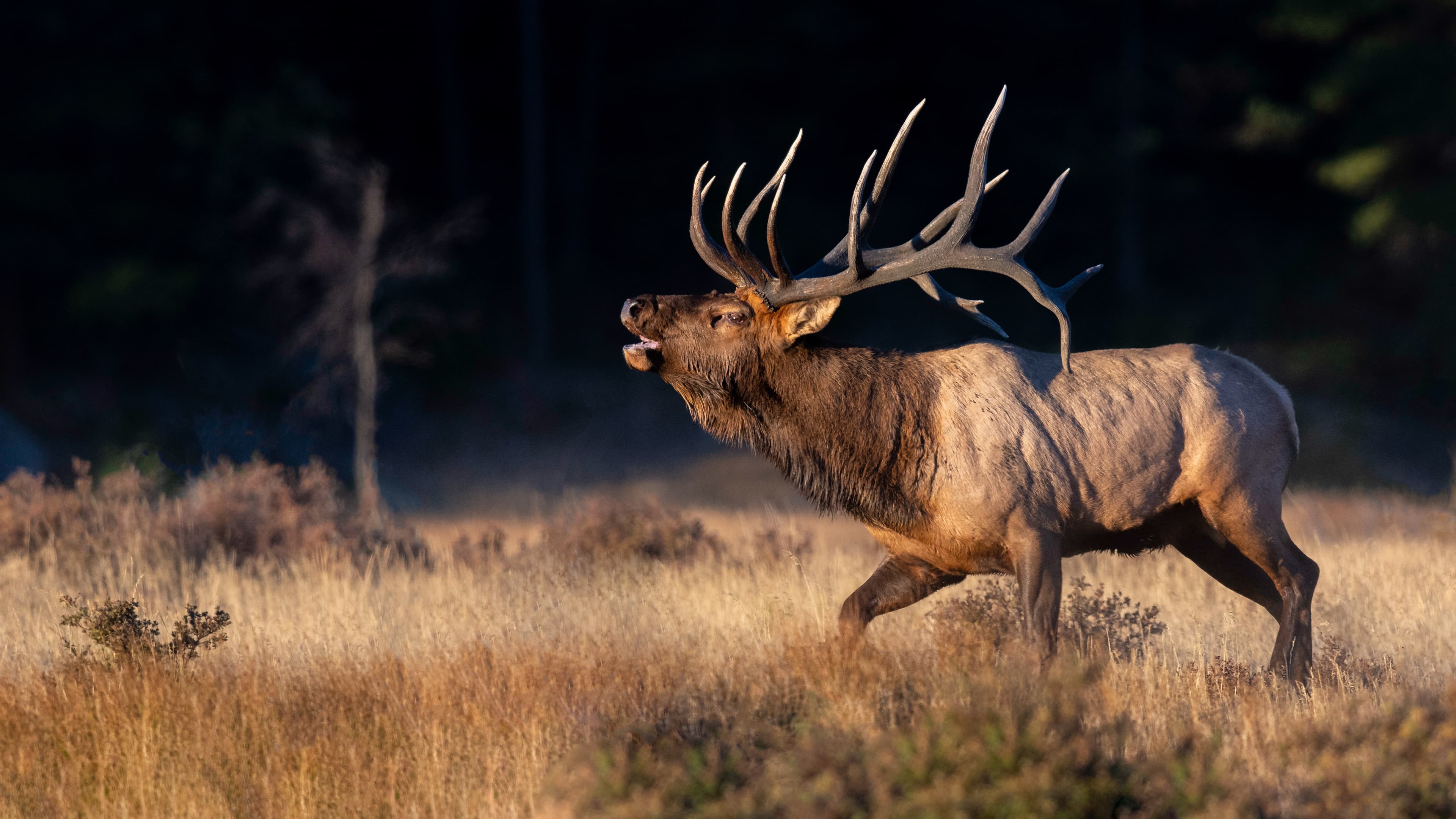 A large bull elk with massive antlers bugles in a sunlit meadow, its mouth open against a dark, forested background.
