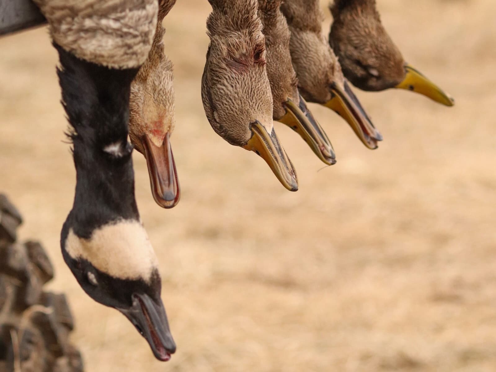 Photo 3 of guide Maverick Outfitters, 10 - 20 years, uses Shotgun, specializes in Duck, skilled in Calling and Decoys