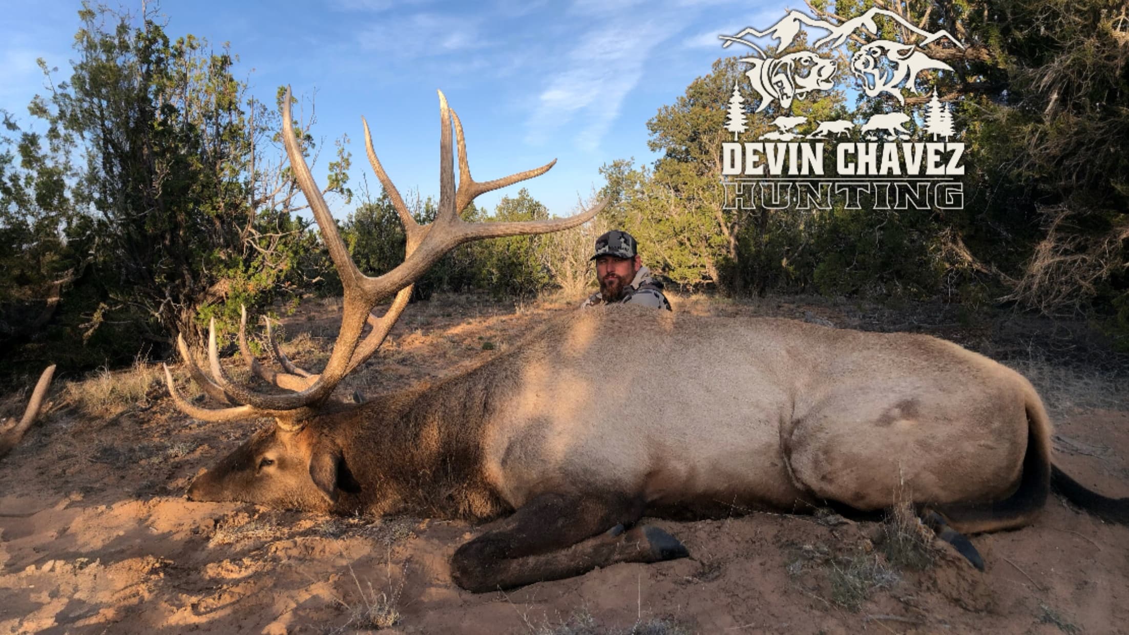 A large bull elk lies on the ground with a hunter behind it. The elk has large antlers and the hunter is wearing camo. Tre...